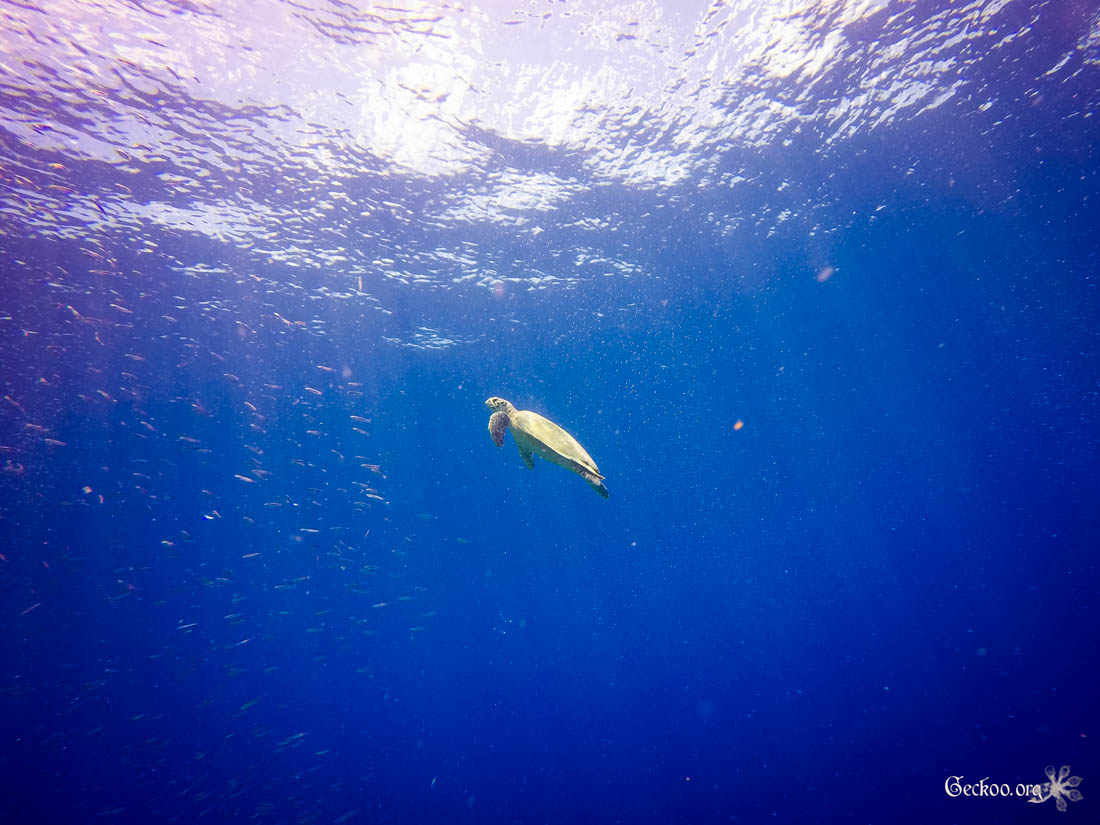 Underwater : les fonds marins en photos