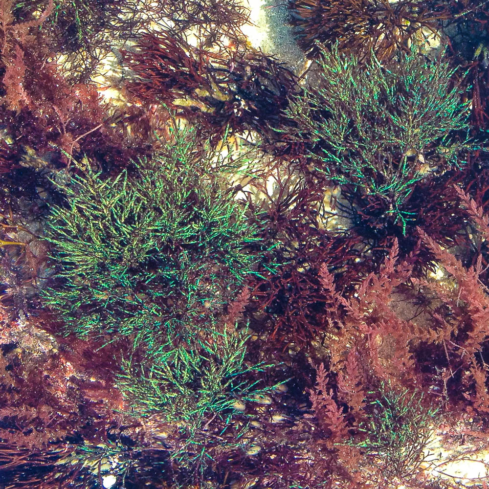 L’alguier, les jolies algues rouges