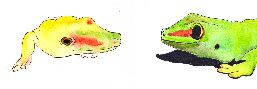 Lézards et Geckos