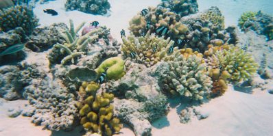 Raies et Requins aux Maldives Raies et Requins aux Maldives
