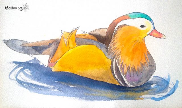 Les canards, barboteurs ou plongeurs ? Les canards, barboteurs ou plongeurs ?
