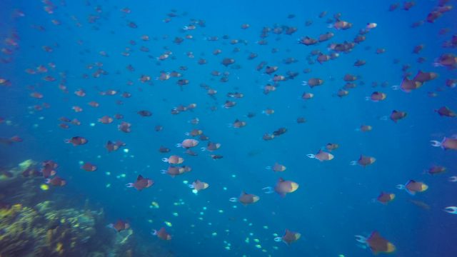 Le monde des poissons #1 : les balistes Le monde des poissons #1 : les balistes