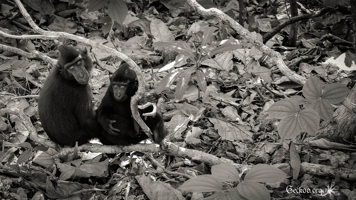 Le regard des singes indonésiens
