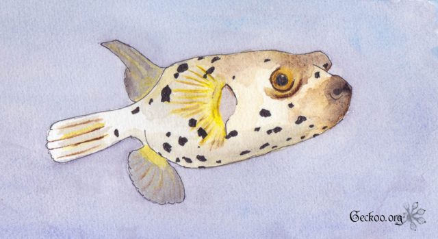 Le monde des poissons #2 : les poissons gonflés ! Le monde des poissons #2 : les poissons gonflés !