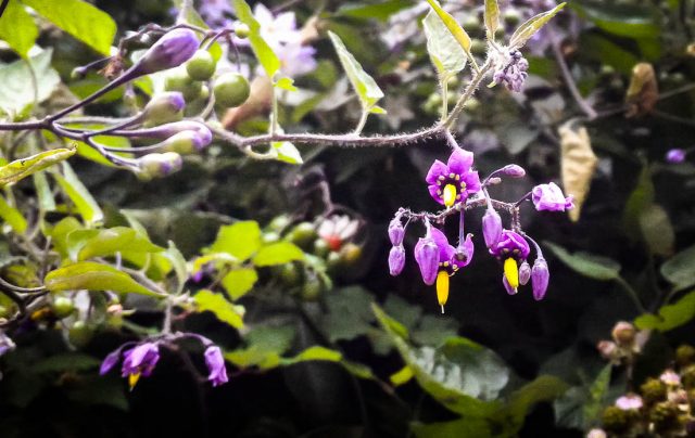 Solanacées sauvages de nos régions, plantes nourricières ou sorcières ? Solanacées sauvages de nos régions, plantes nourricières ou sorcières ?