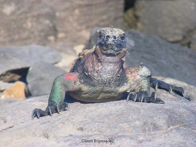 Les grands reptiles : les Iguanes marins et terrestres des Galapagos Les grands reptiles : les Iguanes marins et terrestres des Galapagos