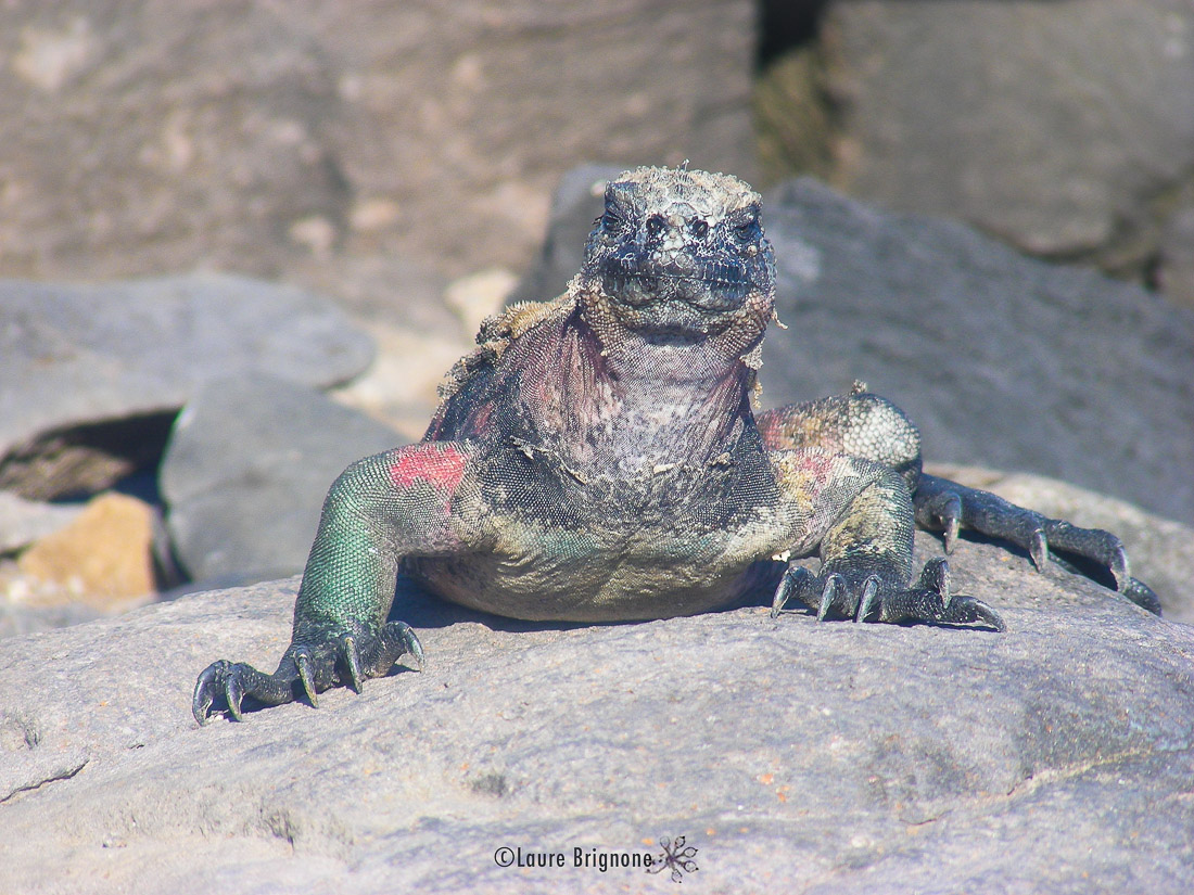 Les grands reptiles : les Iguanes marins et terrestres des Galapagos