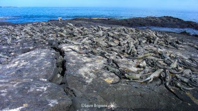 Iguane marin des Galapagos - Amblyrhynchus cristatus