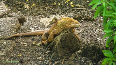 Iguane terrestre des Galapagos jaune - genre Conolophus