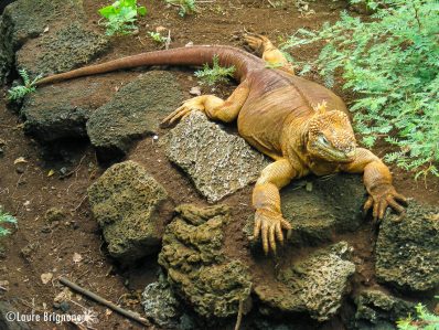 Iguane terrestre des Galapagos jaune - genre Conolophus