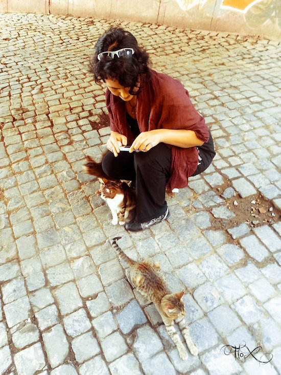 Rencontre de chats dans les rues de Rome