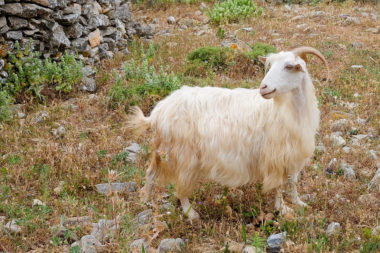 Portrait de chèvre d'Amorgos - Cyclades - Grèce