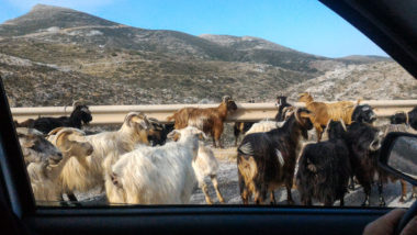 Troupeaux de chèvres d'Amorgos sur la route - Cyclades - Grèce