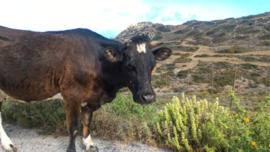 Portrait de vache d'Amorgos - Cyclades - Grèce