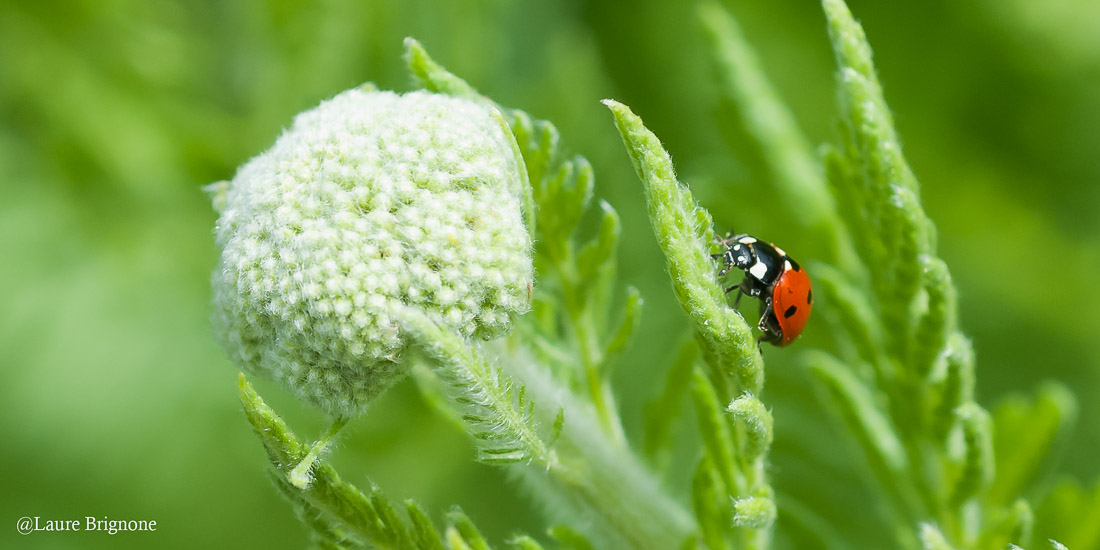 Coccinelle en ascension d'une feuille de carotte sauvage