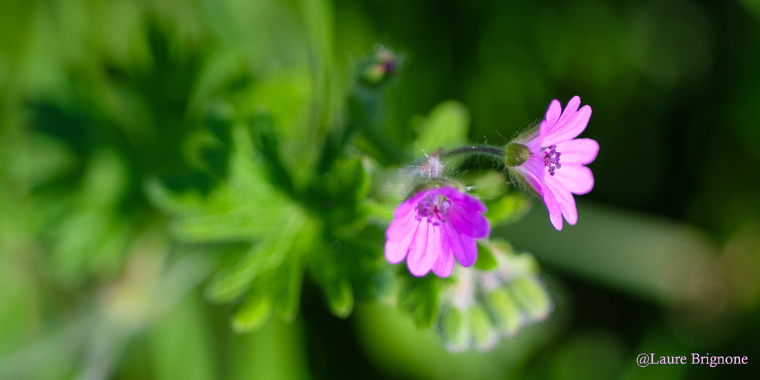 Délicate fleur de Géranium sauvage en éclosion