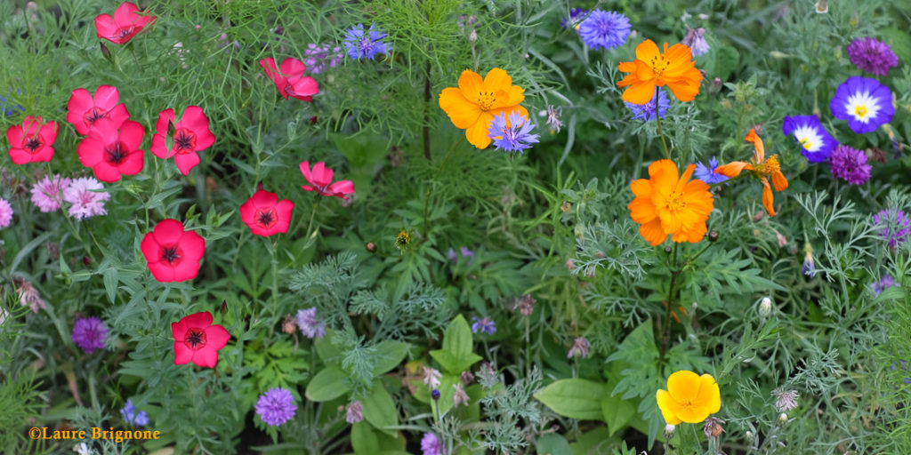 Prairie en fleurs