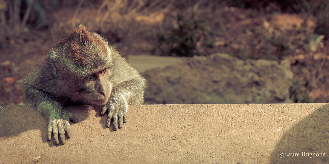 Singe indonésien curieux