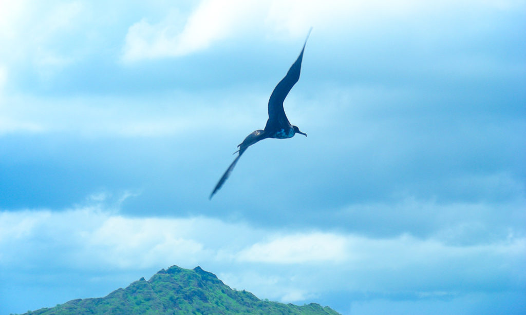 Frégates des Galapagos en vol : le ressenti de l'air à son maximum !