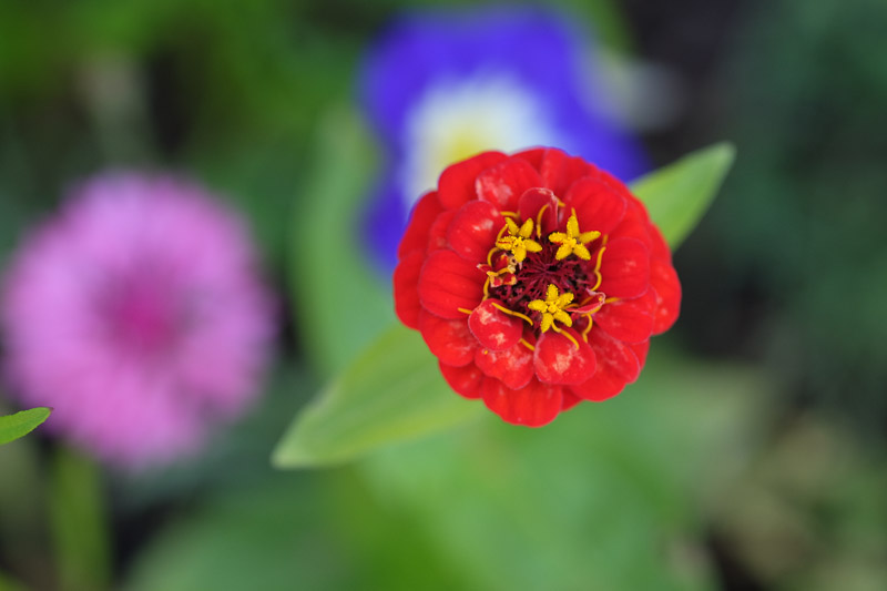 Une fleur d'action pour oser se lancer !