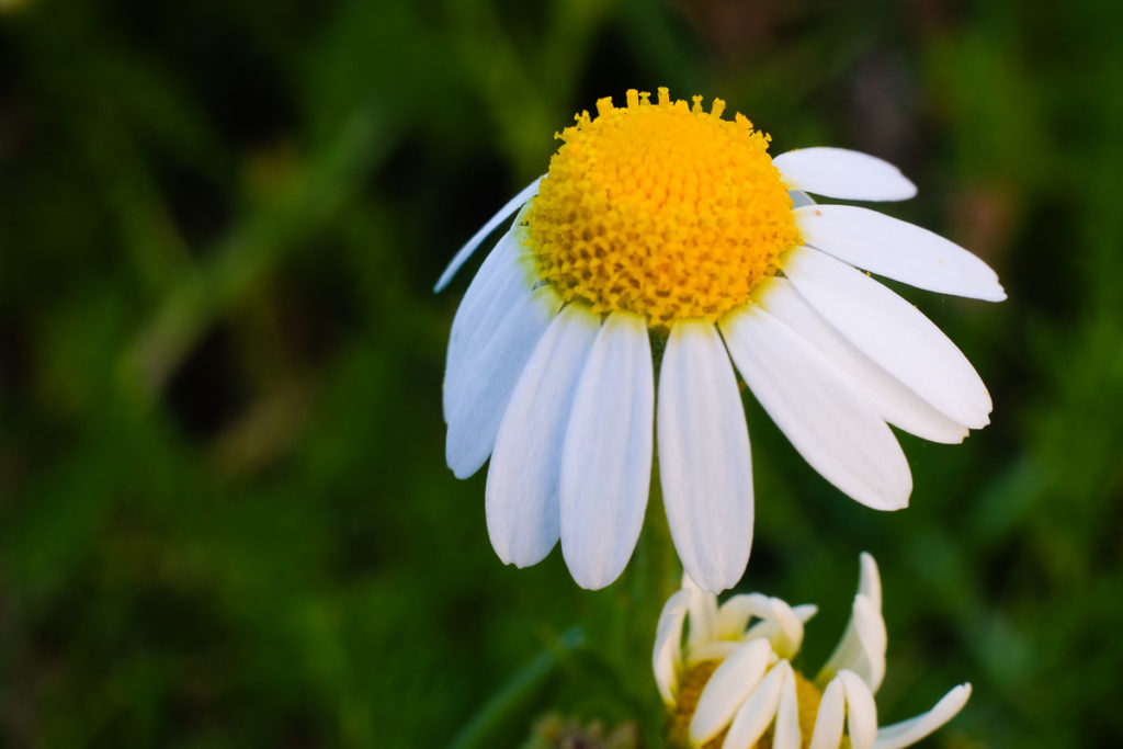 Une fleur de camomille regardant vers le ciel