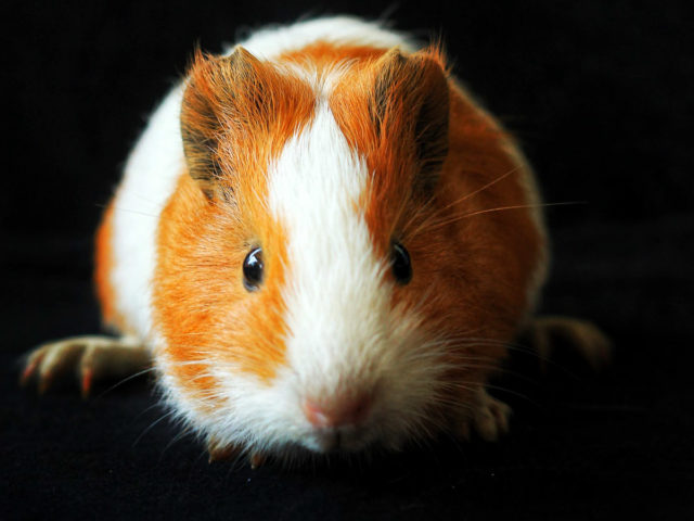 Le hamster qui tourne dans ta tête : quand ton mental en fait trop Le hamster qui tourne dans ta tête : quand ton mental en fait trop