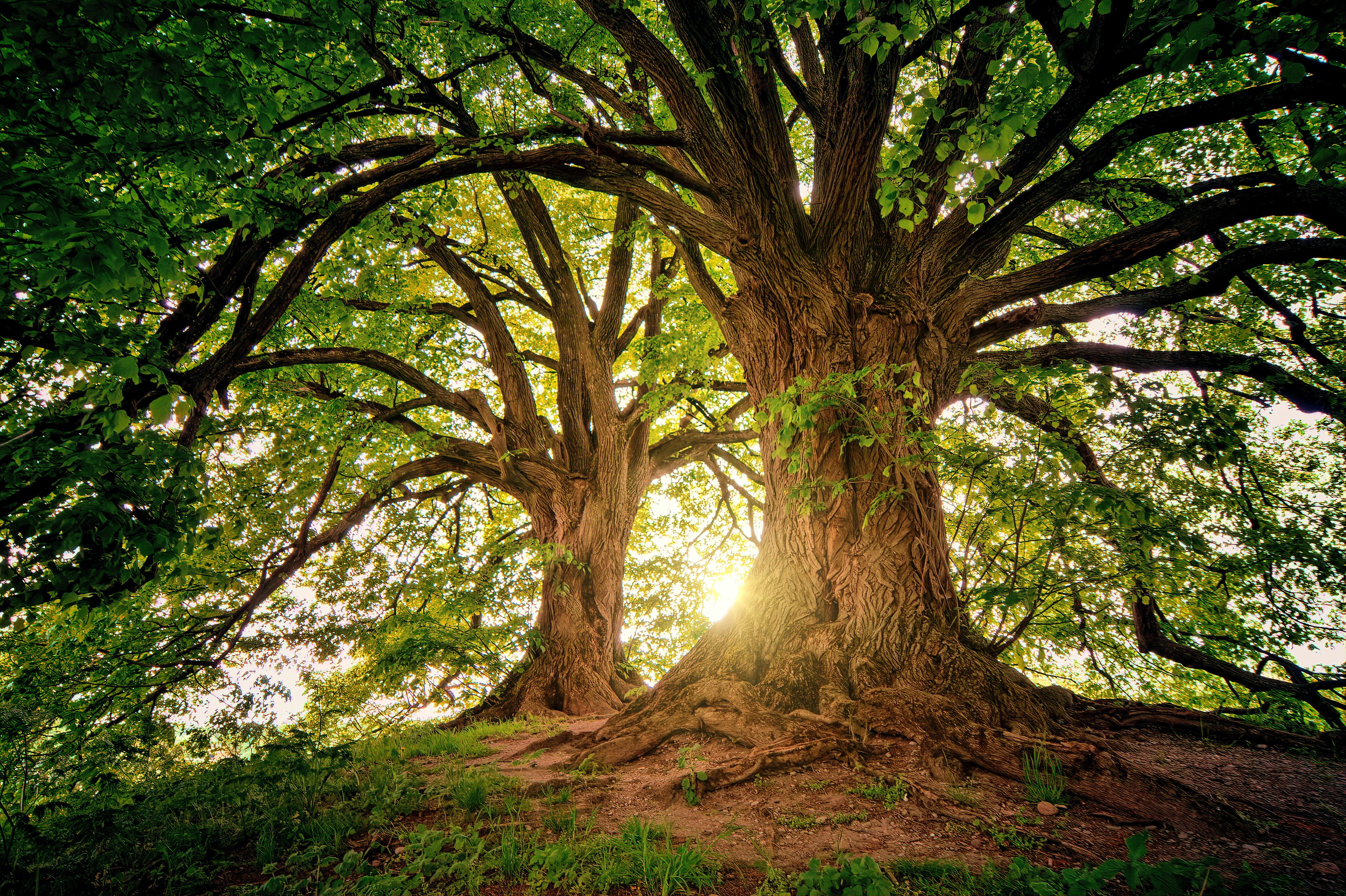 Magnifique arbre représentant la verticalité, notre être et notre connexion terre-ciel