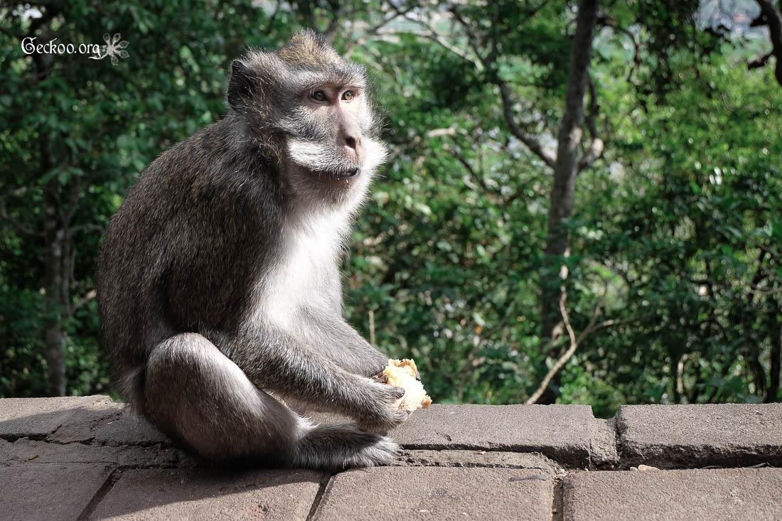 Le regard des singes indonésiens - UneÉtincelle