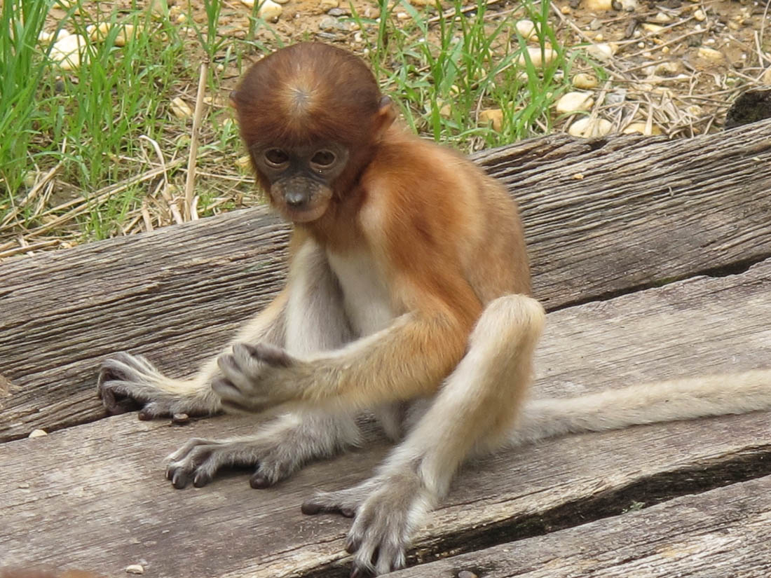 Le singe à selfie est chassé pour sa viande en Indonésie alors que son  espèce est déjà menacée