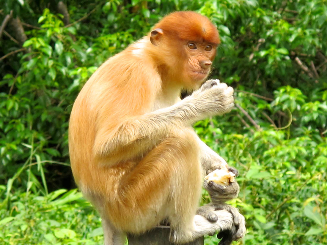 Le regard des singes indonésiens - UneÉtincelle