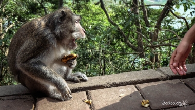 Macaque crabier ou à longue queue, Bali, Indonésie