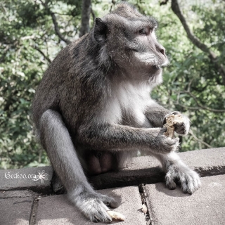 Macaque crabier ou à longue queue, Bali, Indonésie