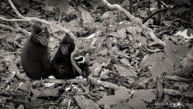 Macaque noir, Nord Sulawesi, Indonésie