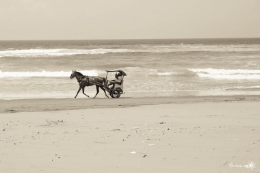 chevaux sur la plage à Parangtritis, Java, Indonésie