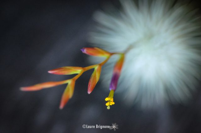 Tillandsia fuchsii, une belle rosette toute ronde et fleurie Tillandsia fuchsii, une belle rosette toute ronde et fleurie