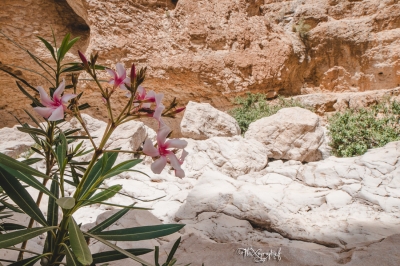 Wadi Bani Khalid - jolie fleur