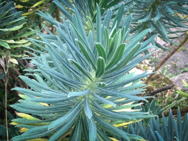 Euphorbe characias, famille des Euphorbiacées