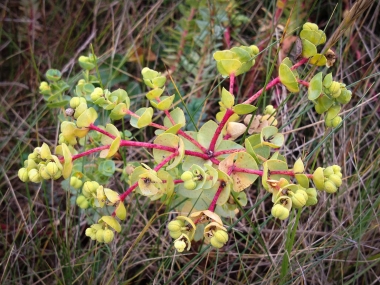 Euphorbia paralias, famille des Euphorbiacées