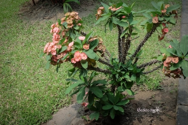 Euphorbia milii, famille des Euphorbiacées