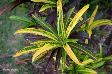 Codiaeum, famille des Euphorbiacées