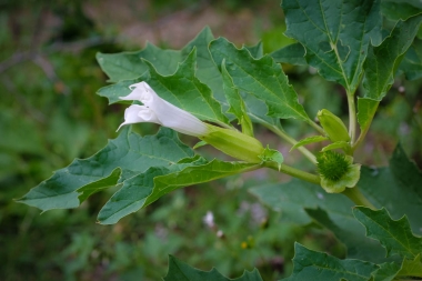 fleur et fruit de Datura stramonium