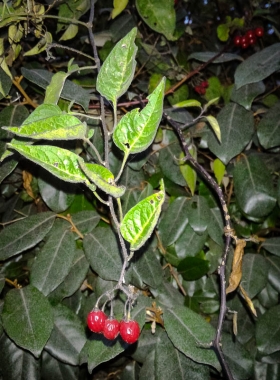 Fruit de Solanum dulcamara, la douce-amère