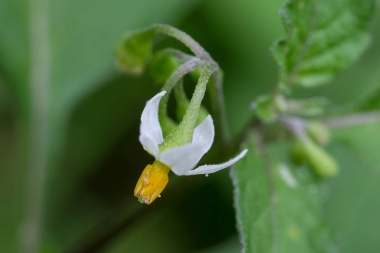 fleur de Solanum nigrum
