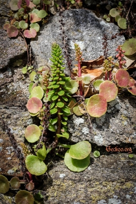 Umbilicus rupestris, Crassulaceae