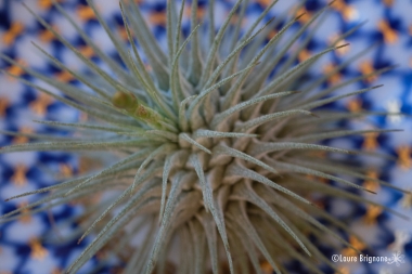 Tillandsia-fuchsii-1