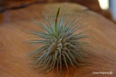 Tillandsia-fuchsii-2