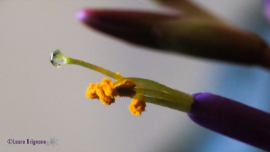 macro de fleur de Tillandsia fuchsii