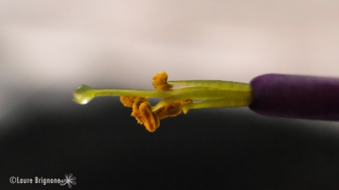 Tillandsia-fuchsii-4