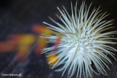 Tillandsia-fuchsii-6