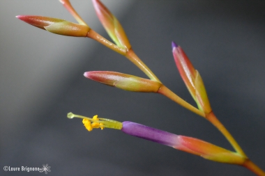 inflorescence de Tillandsia fuchsii